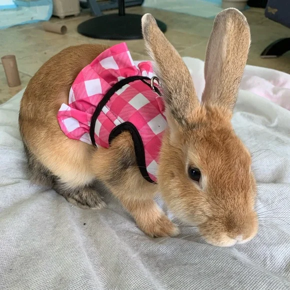 Cute outfit - Picture 5 of 5